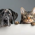 Sathoney-Vet-chien-chat-1